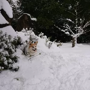 待望の雪のサムネイル