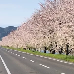 桜並木のサムネイル