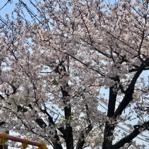 公園の桜のサムネイル