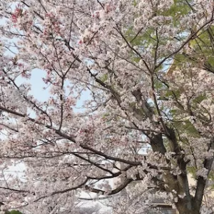 桜🌸の観賞のサムネイル