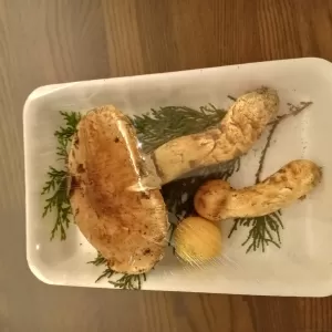 初松茸のサムネイル