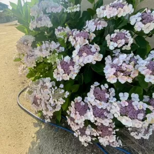 ご近所さんちの紫陽花のサムネイル