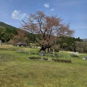 尾所の桜のサムネイル
