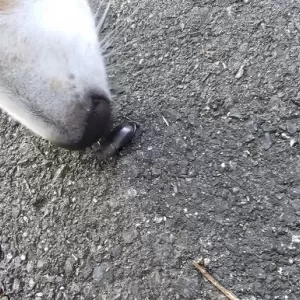 自然が豊富のサムネイル