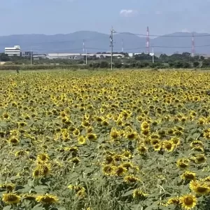 笠岡のひまわり🌻のサムネイル