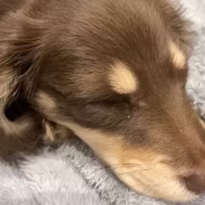 Zzz‥ᐝのサムネイル