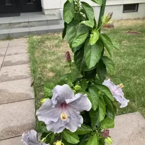 その後のハイビスカス🌺のサムネイル