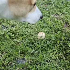 庭にキノコのサムネイル