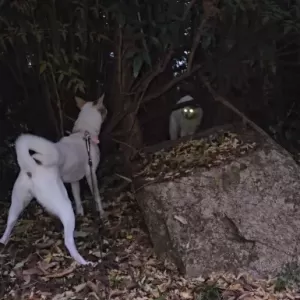 動画撮ったら少し怖かったのサムネイル