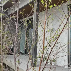 🌿のサムネイル