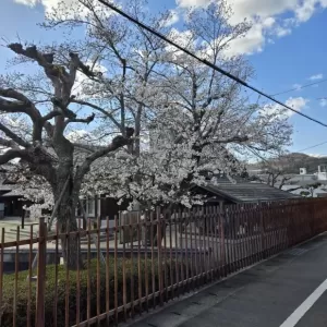 桜のサムネイル