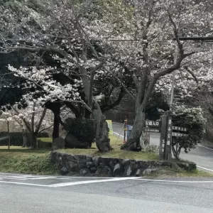 桜は咲いてますが🌸のサムネイル