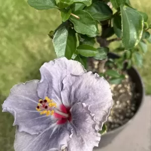 今年も咲きました😍🌺のサムネイル