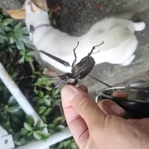 カブトムシのサムネイル